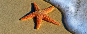 starfish2